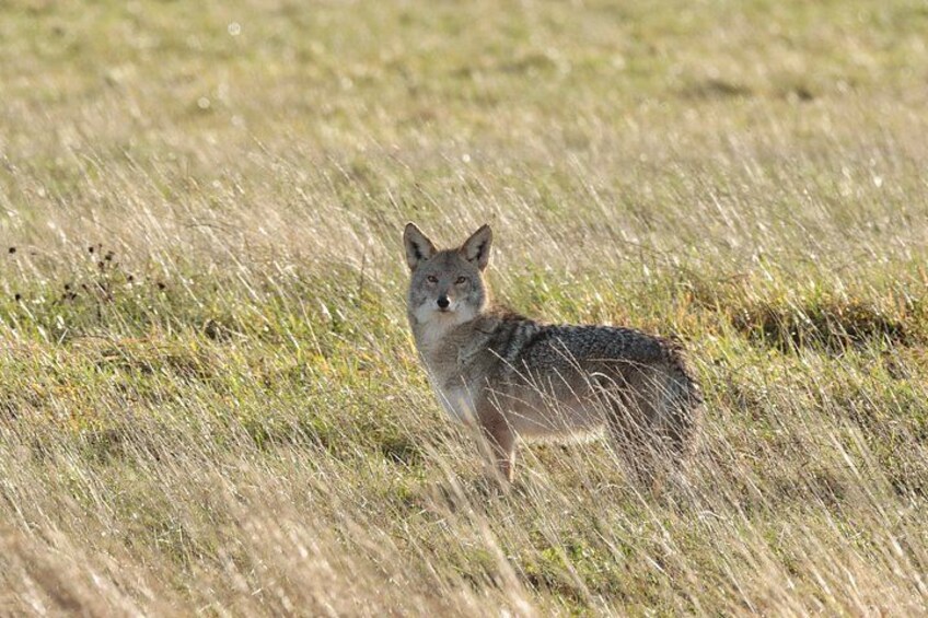 A coyote in a grassy field. 4