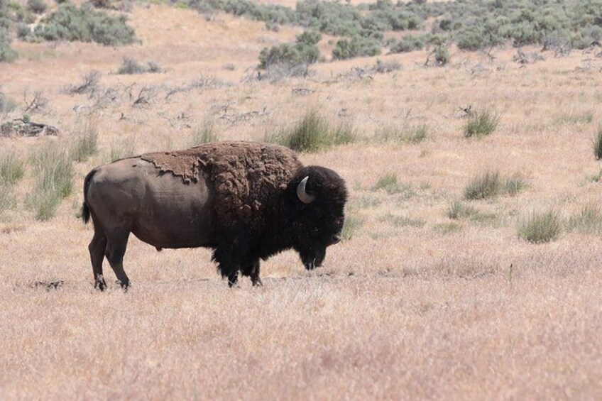A bison in a dry grassland with sparse bushes in the background. 2