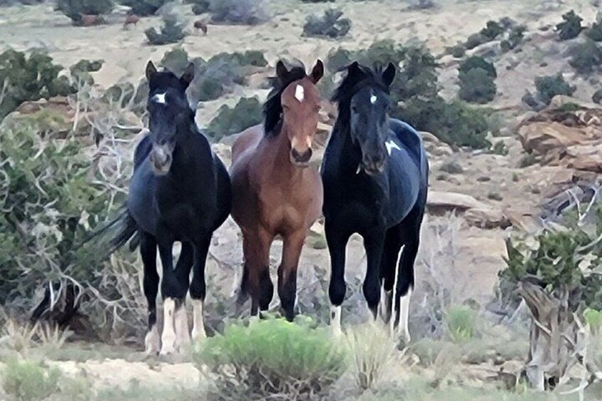 High Desert Safari 4X4 Tour 3