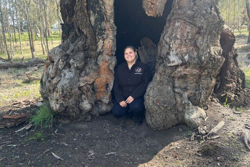 A person sitting inside a hollow tree with rough bark and a forested background. 2