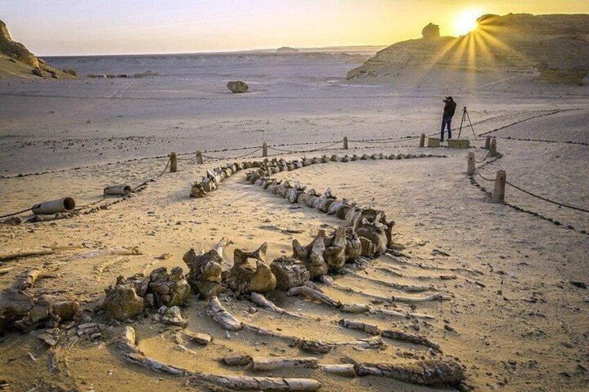 Fayoum Oasis Day Tour From Cairo Wadi El Hitan And Rayan 4