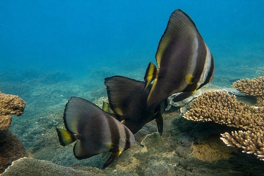 Magnetic Island Adventurer Tour 5