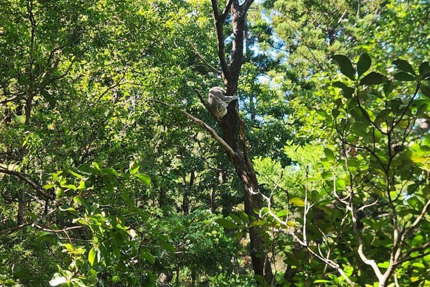 A bird perched on a tree branch in a dense forest. 3