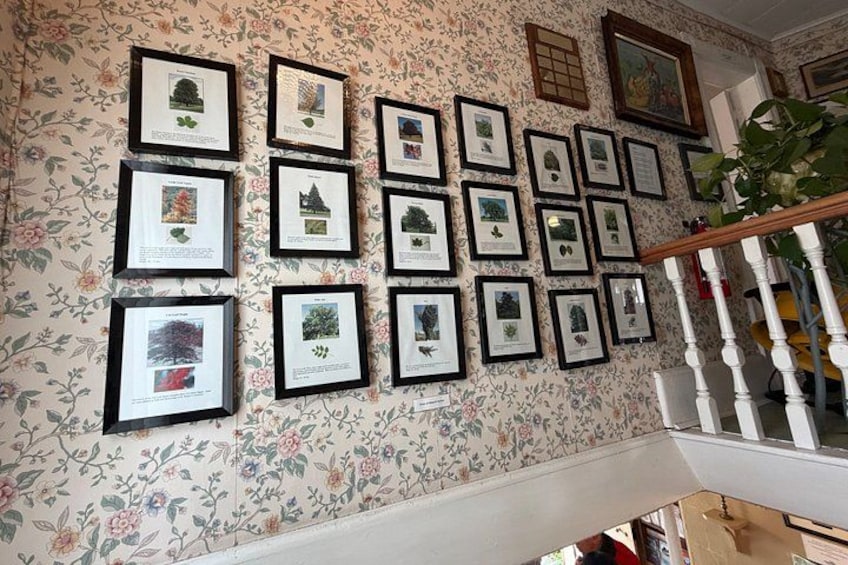 A wall with framed botanical illustrations. 5