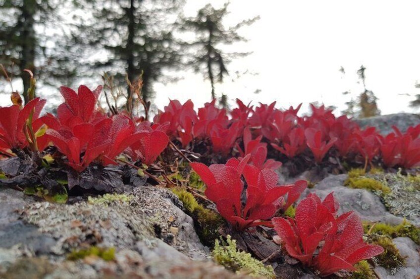 Riisitunturi National Park Autumn Hiking from Ruka-Kuusamo 1