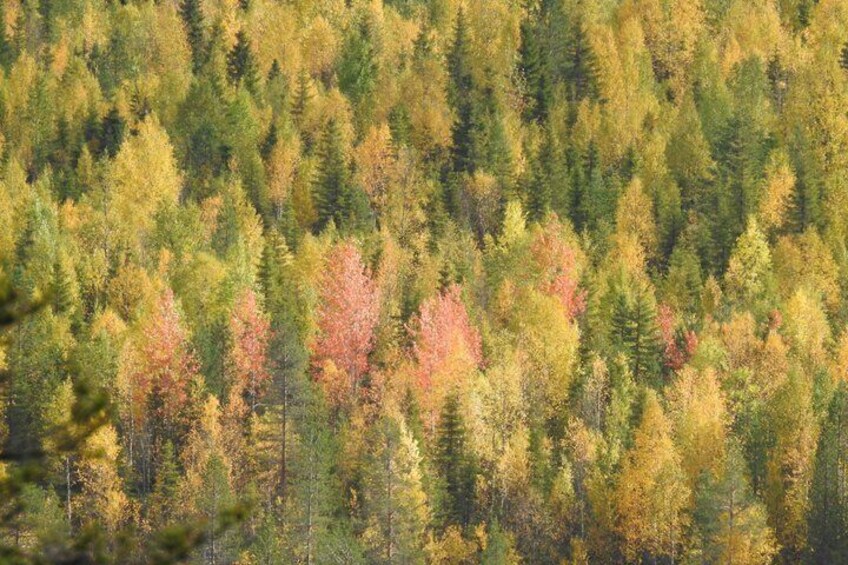 Riisitunturi National Park Autumn Hiking from Ruka-Kuusamo 3