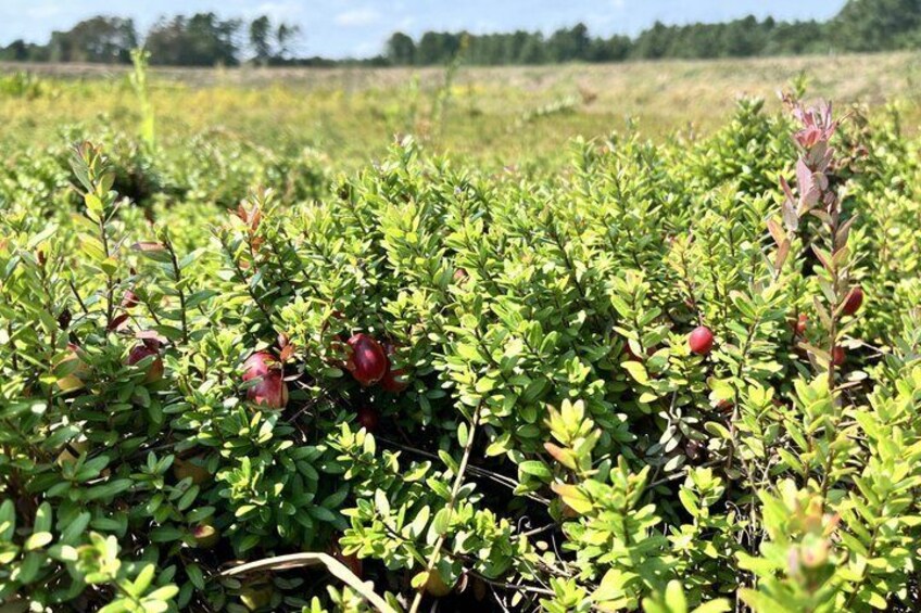 New England Cranberry Farm Tour Guided Experience and Local Goods 3