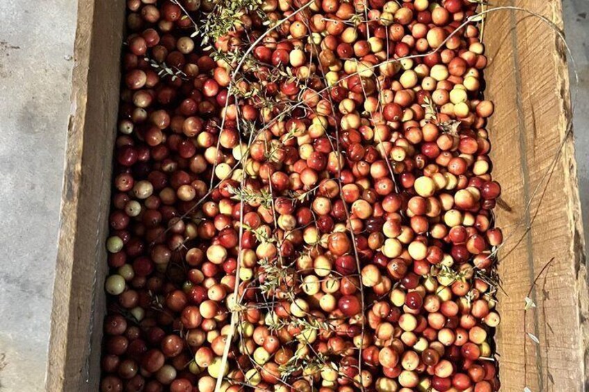 New England Cranberry Farm Tour Guided Experience and Local Goods 5