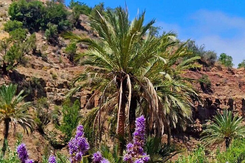 A palm tree with purple flowers in the foreground, a rocky hillside in the background, and sparse vegetation. 3