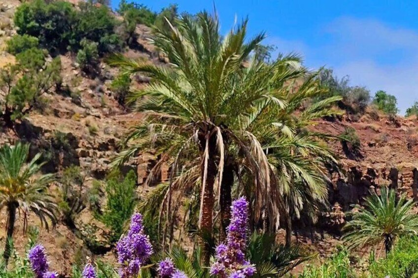 Excursion paradise valley and Taghazout Timlaline 3