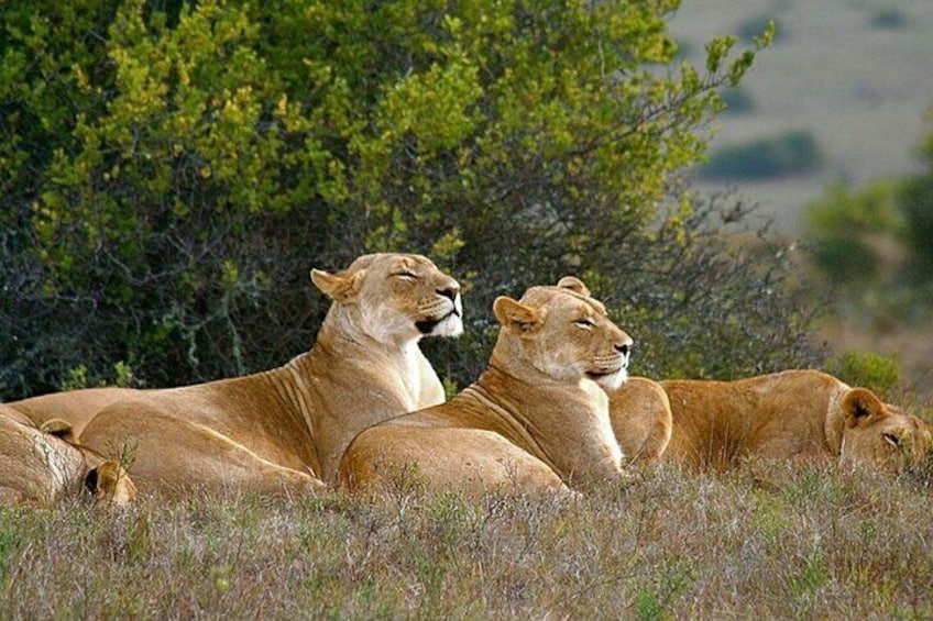 Three lions resting in a grassy field with green bushes in the background. 1