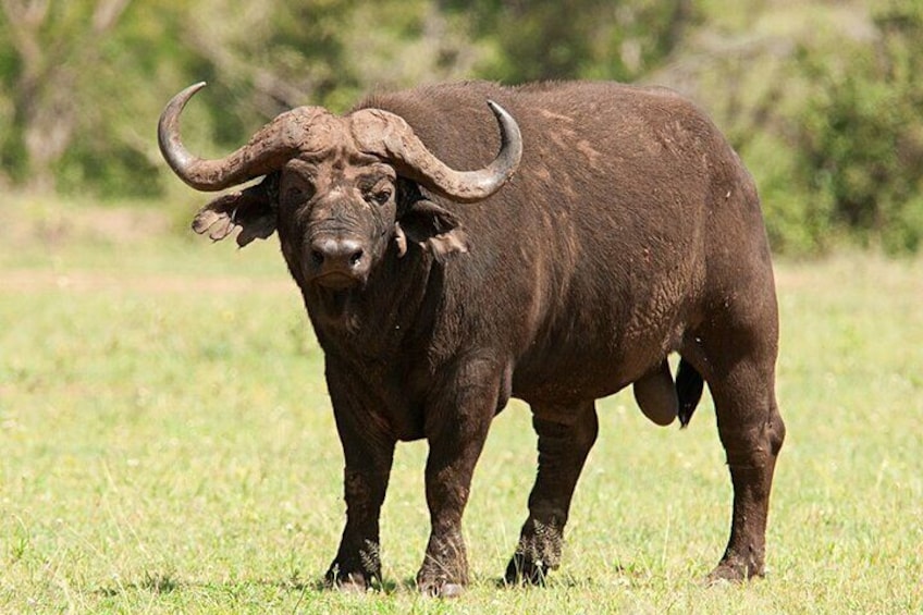 A large brown buffalo with prominent curved horns standing in a grassy field. 3