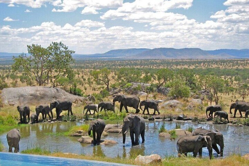Elephants near a waterhole in a savanna landscape with scattered trees and distant mountains. 1
