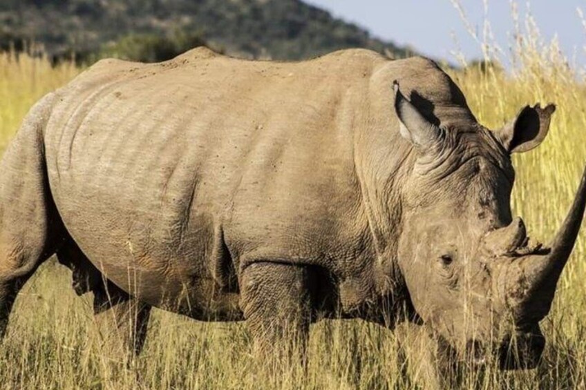 A rhinoceros in a grassy field with a mountainous background. 5