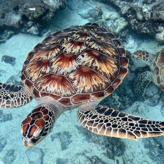 Zanzibar: Salam Cave Turtle Experience & Mtende Beach 1