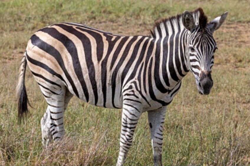 Cape Town Garden Route Five Day Adventure Tour 3