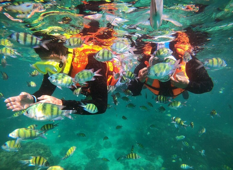 Two people snorkeling underwater surrounded by fish. 1