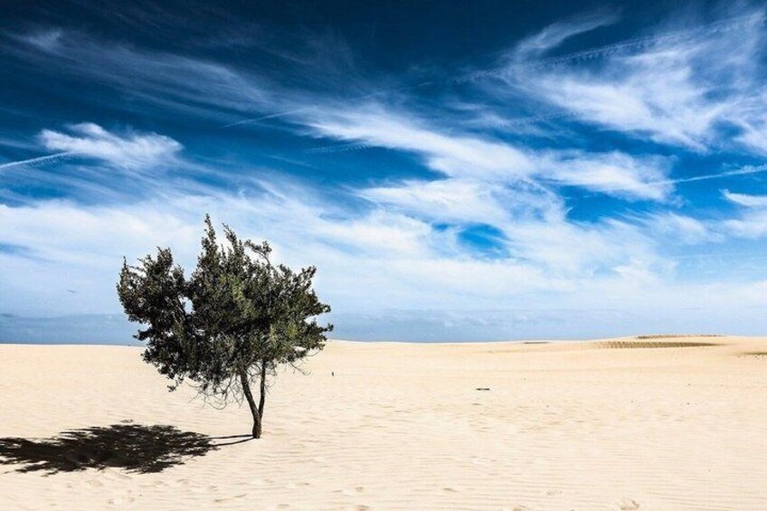 A lone tree in a desert landscape with a clear sky. 4