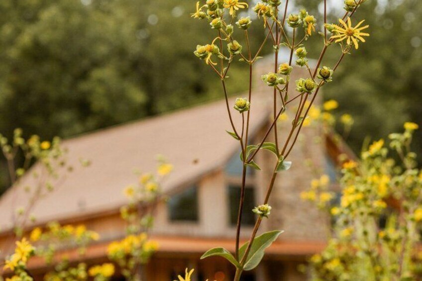 Sensory Nature Walk & Artisanal Tea at Bask Nature Sanctuary 5