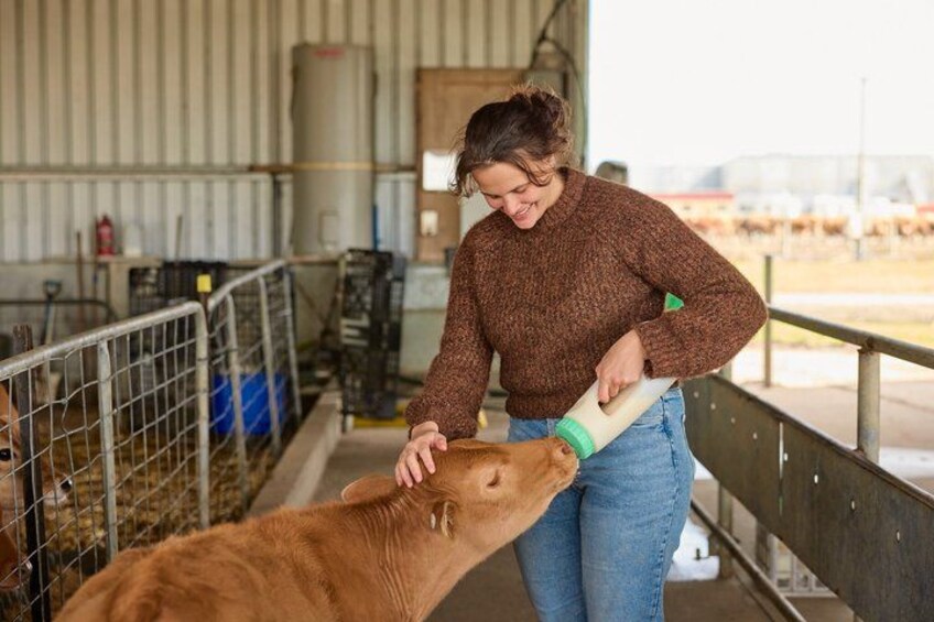 Caldermeade Farm Jersey Calf Feeding Experience 2