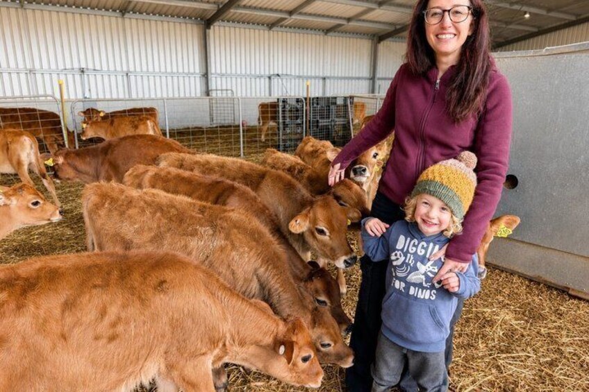Caldermeade Farm Jersey Calf Feeding Experience 1