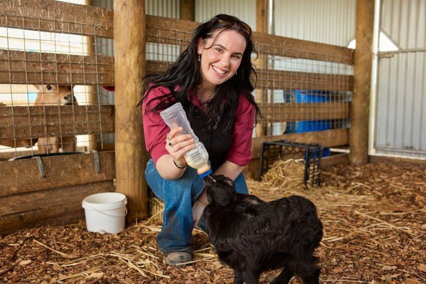 Caldermeade Farm Jersey Calf Feeding Experience 1
