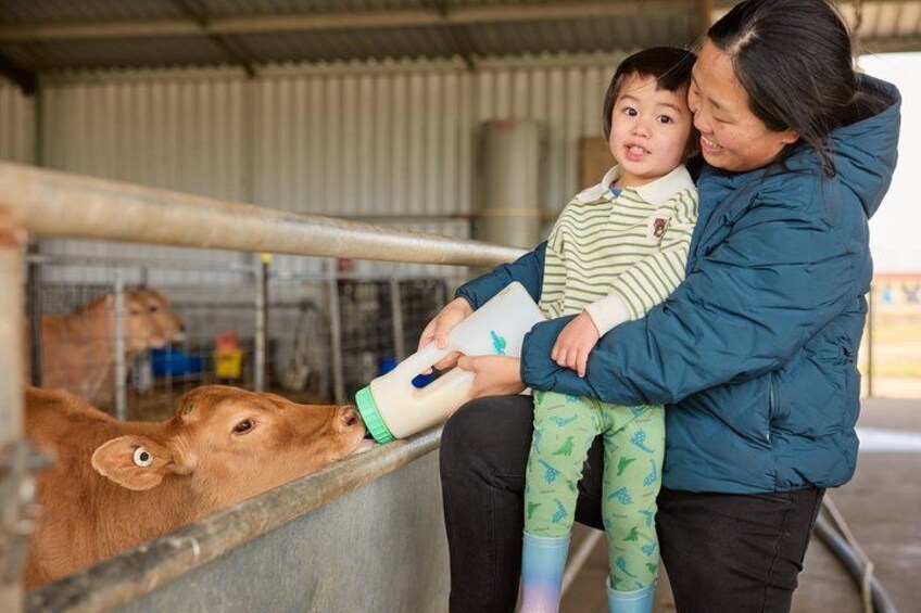 Caldermeade Farm Jersey Calf Feeding Experience 4