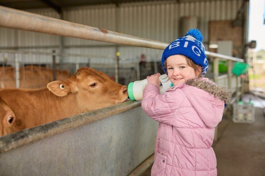 Caldermeade Farm Jersey Calf Feeding Experience 3