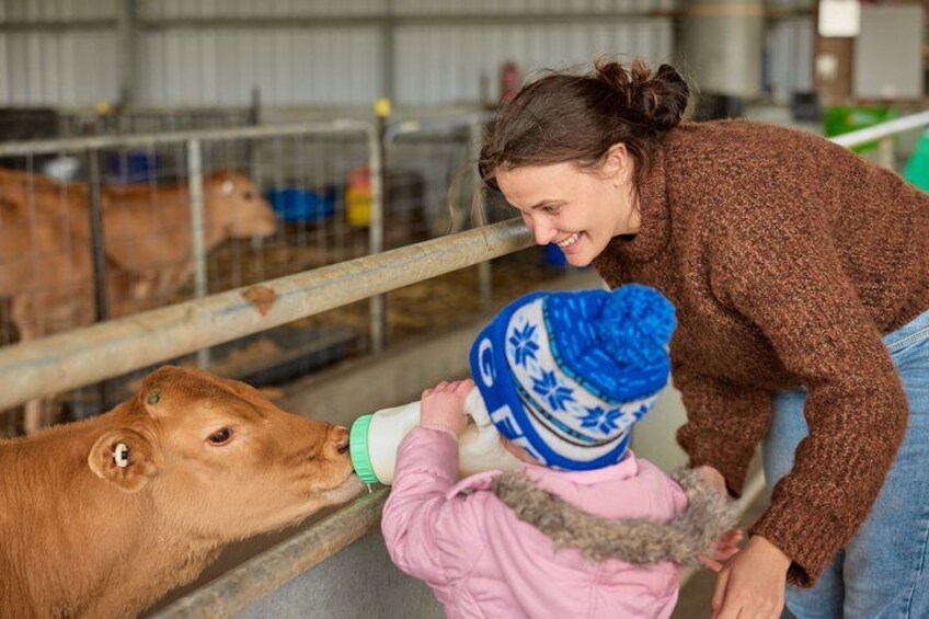 Caldermeade Farm Jersey Calf Feeding Experience 5