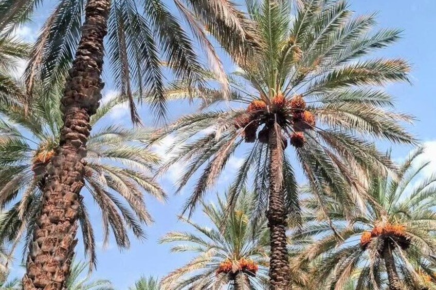 Shared Nizwa and Jebel Akhdar Tour from Muscat 5