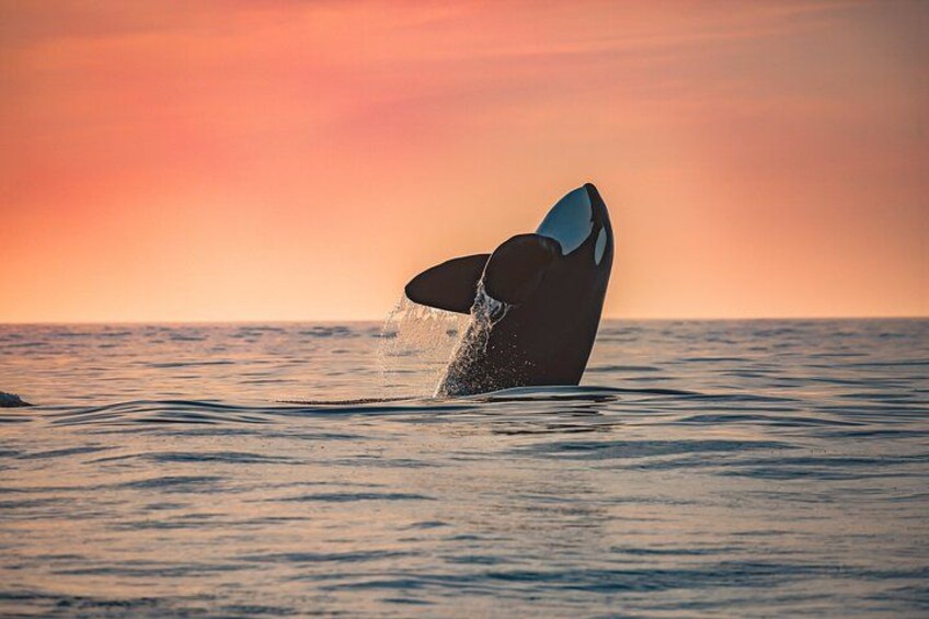 A whale tail breaching the ocean surface at sunset. 2