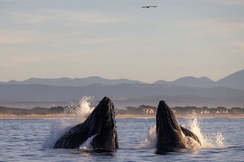 Two whales breaching with water splashing, a bird flying overhead, and a mountain range in the background. 3