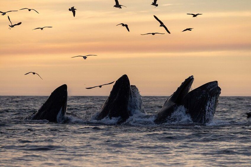 Humpback whales breaching, birds flying, and a sunset over the ocean. 5