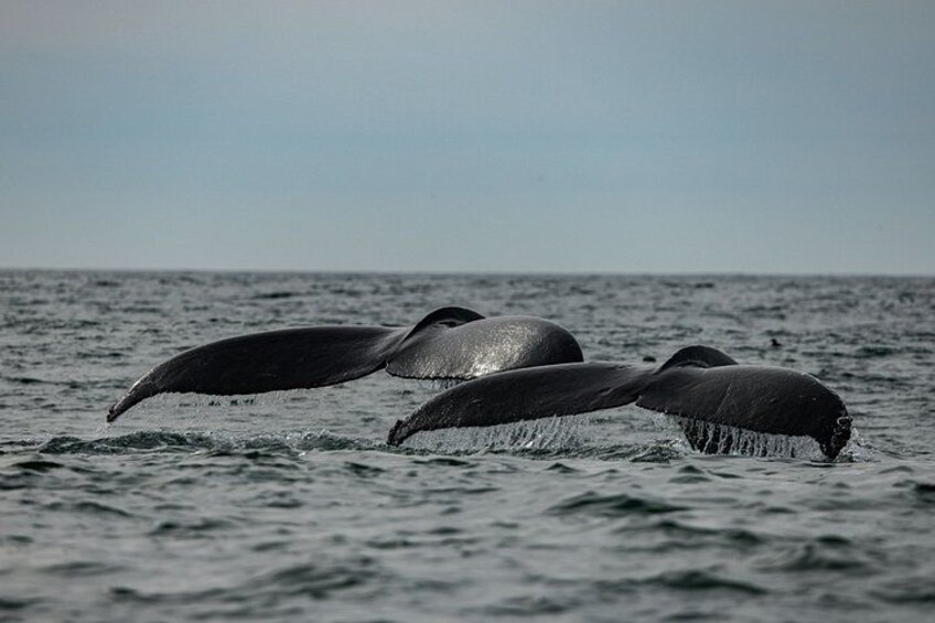 Three whales breaching the ocean surface. 4