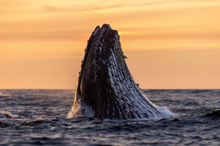 A humpback whale breaching the ocean surface during sunset. 2