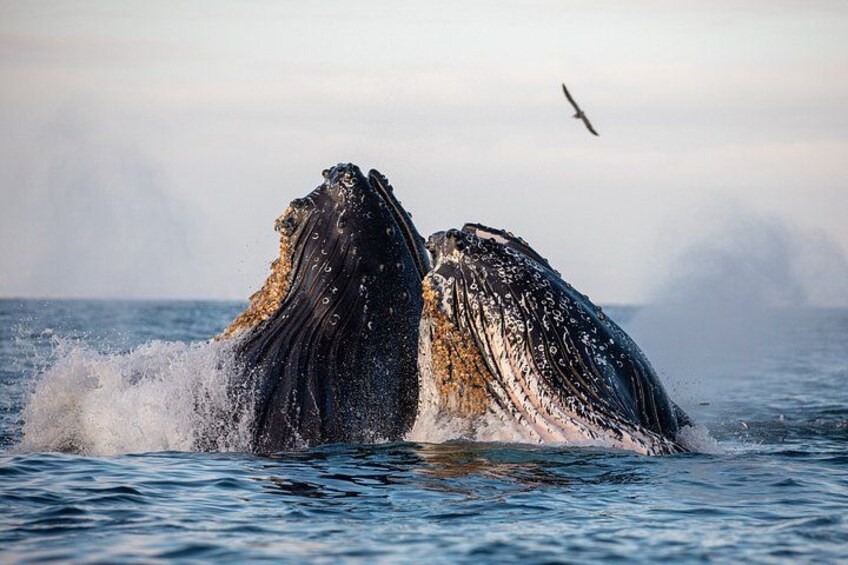 Two humpback whales breaching with water splashing around them. 1