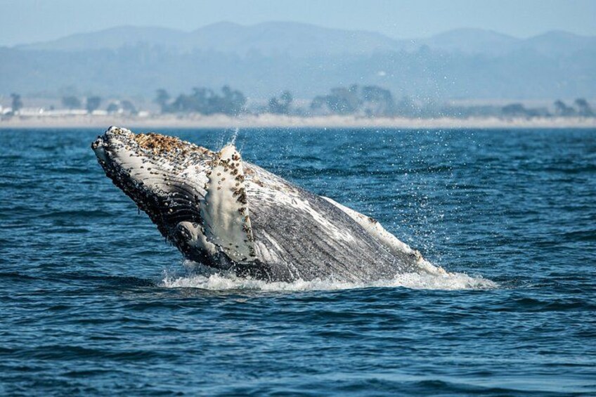 A humpback whale breaching the ocean surface. 3