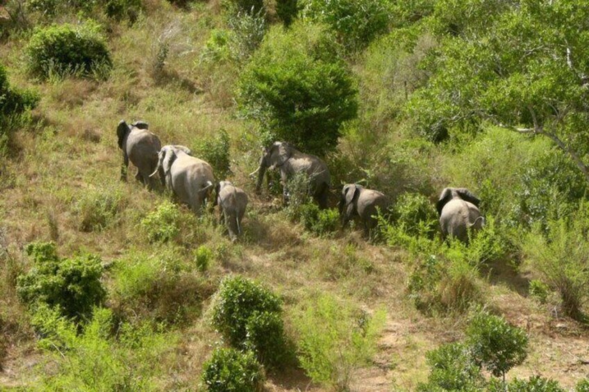 A herd of elephants in a grassy, hilly landscape with sparse trees. 4
