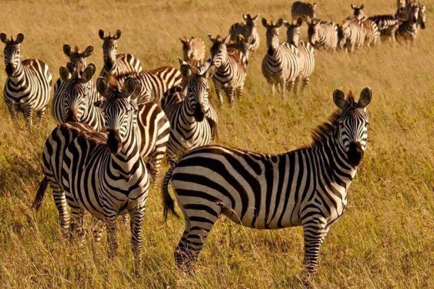 A herd of zebras in a grassy field. 5