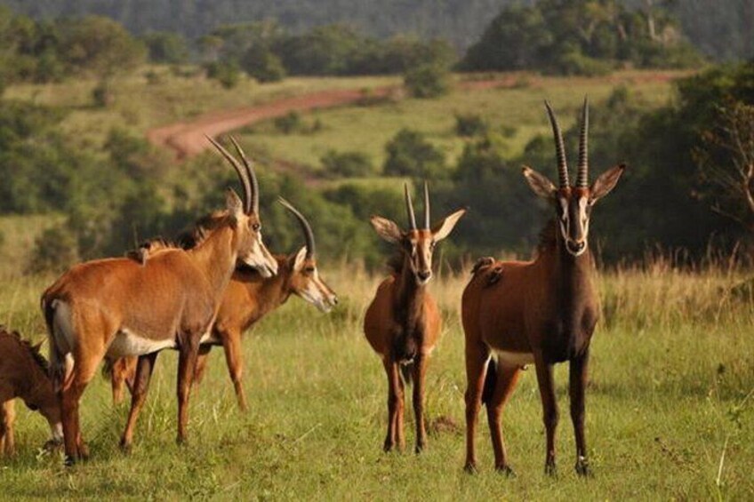 A group of antelopes in a grassy field with a dirt road in the background. 3
