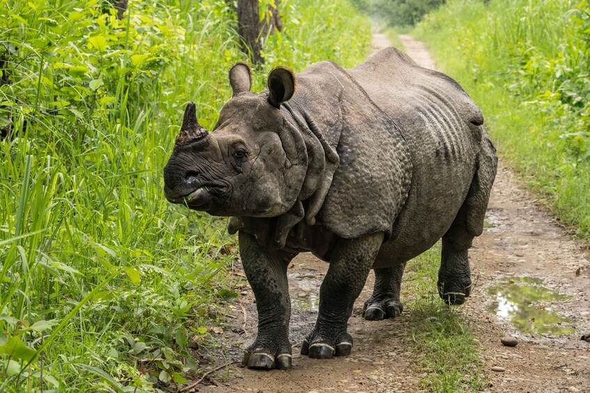 Picture 1 for Activity Chitwan: 4-Day All Season Safari Package 5