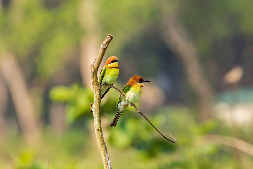Picture 4 for Activity Chitwan: 4-Day All Season Safari Package 3