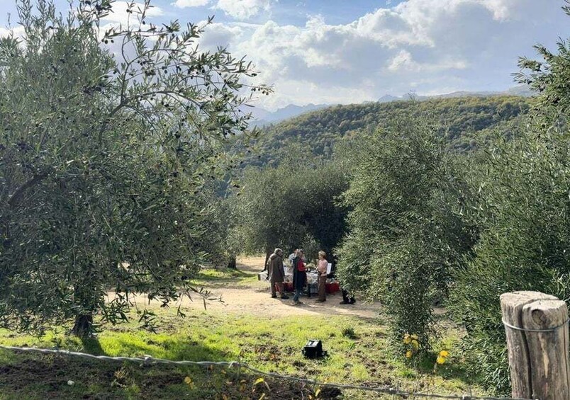 Picture 5 for Activity From Matera: Olive Oil Experience in Tricarico with Transfer 3