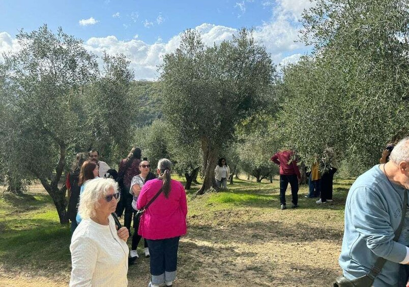 Picture 4 for Activity From Matera: Olive Oil Experience in Tricarico with Transfer 5
