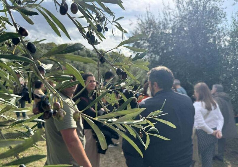 Picture 3 for Activity From Matera: Olive Oil Experience in Tricarico with Transfer 4