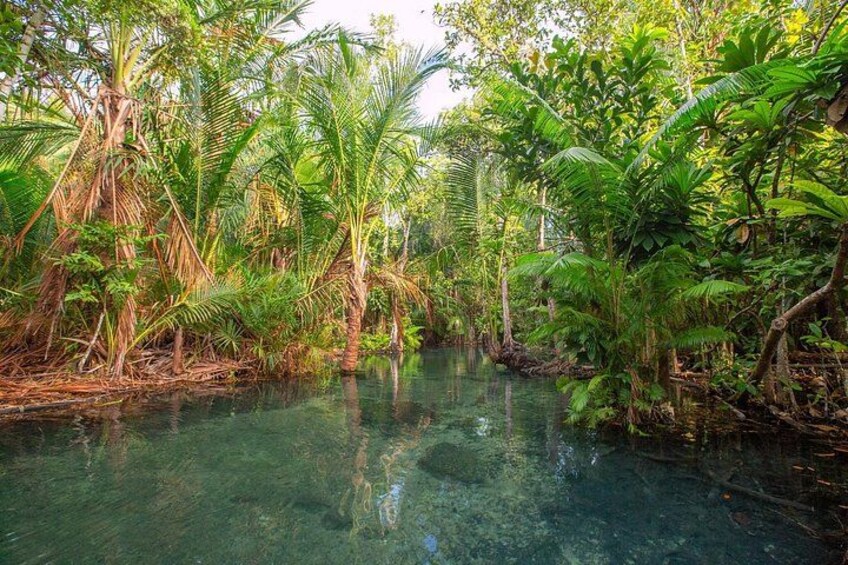 Un río transparente rodeado de densa vegetación tropical. 3