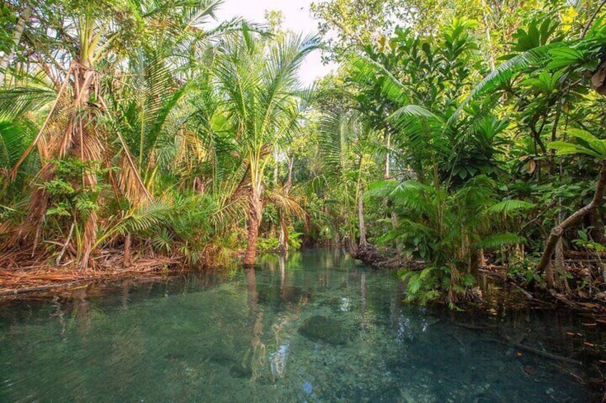 A river surrounded by dense tropical vegetation. 3