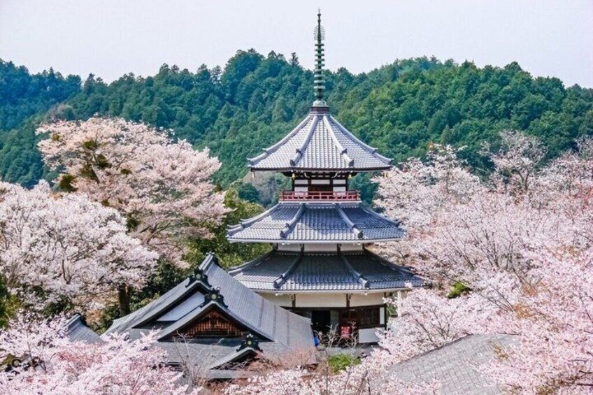 Mount Yoshino Spring Blossom Private Tour from Osaka and Kyoto 1
