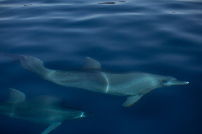 Two dolphins swimming in the ocean. 2