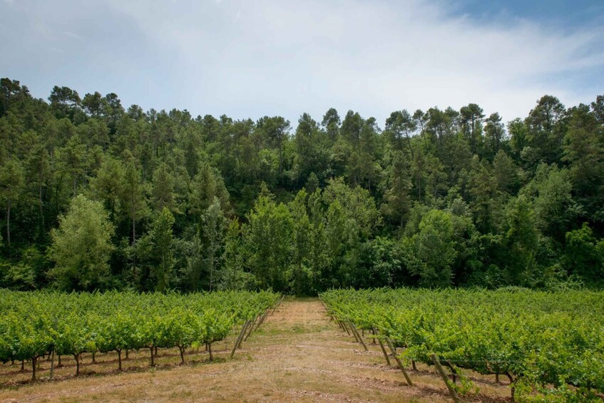 Picture 4 for Activity Barcelona: Abadal Winery Tour & Wine Tasting 2